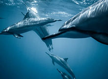 开云下载-市值蒸发100亿美元，lululemon为何被资本抛弃？